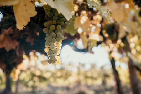 Ripe grape bunch among grapevine leaves at vineyard in warm sunset sunlight. Beautiful clusters of ripening grapes. Winemaking and organic fruit gardening. Close up. Selective focus.の写真素材