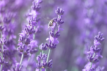 Lavender flower background with beautiful purple colors and bokeh lights. Blooming lavender in a field at sunset in Provence, France. Close up. Selective focus.の写真素材