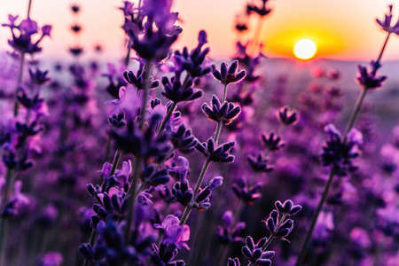Lavender flower background with beautiful purple colors and bokeh lights. Blooming lavender in a field at sunset in Provence, France. Close up. Selective focus.の写真素材