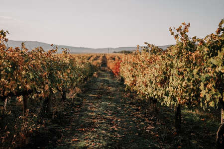 Bright autumn red orange yellow grapevine leaves at vineyard in warm sunset sunlight. Beautiful clusters of ripening grapes. Winemaking and organic fruit gardening. Close up. Selective focus.の写真素材