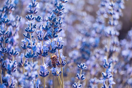 Blooming lavender pollinated by bee in a field at sunset. Provence, France. Close up. Selective...