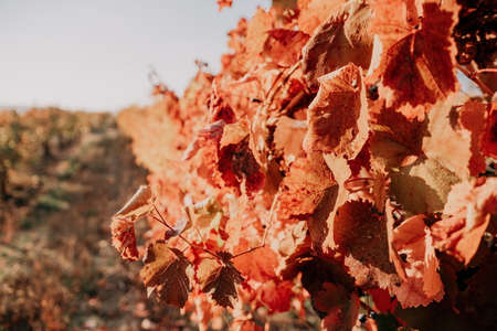 Bright autumn red orange yellow grapevine leaves at vineyard in warm sunset sunlight. Beautiful clusters of ripening grapes. Winemaking and organic fruit gardening. Close up. Selective focus.の写真素材
