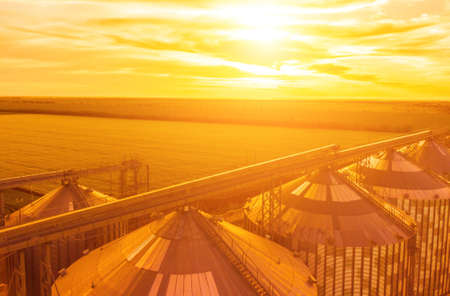 Grain elevator. Metal grain elevator in agricultural zone. Agriculture storage for harvest. Grain silos on green nature background. Exterior of agricultural factory. Sunset warm light. Nobody.の写真素材