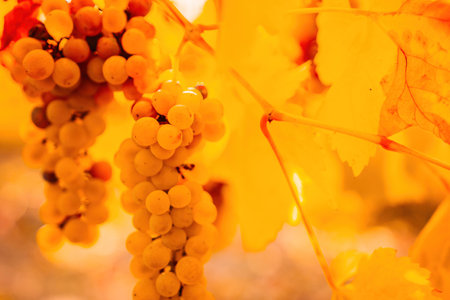 Ripe grape bunch among grapevine leaves at vineyard in warm sunset sunlight. Beautiful clusters of ripening grapes. Winemaking and organic fruit gardening. Close up. Selective focus.の写真素材