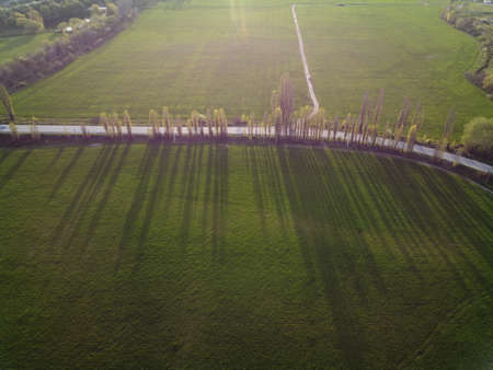 Aerial view on green wheat field in countryside. Field of wheat blowing in the wind on sunset. Young...