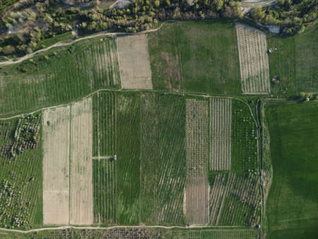 Aerial view on green wheat field in countryside. Field of wheat blowing in the wind on sunset. Young...