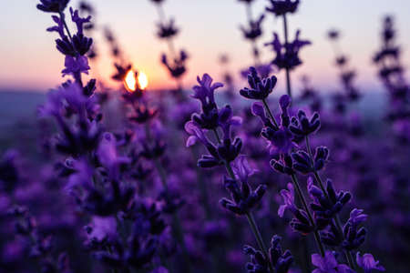 Lavender flower background with beautiful purple colors and bokeh lights. Blooming lavender in a field at sunset in Provence, France. Close up. Selective focus.の写真素材