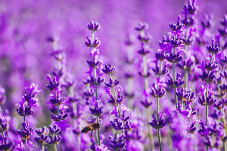 Lavender flower background with beautiful purple colors and bokeh lights. Blooming lavender in a field at sunset in Provence, France. Close up. Selective focus.の写真素材