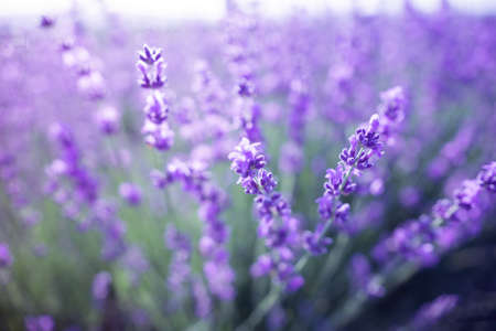 Lavender flower background with beautiful purple colors and bokeh lights. Blooming lavender in a field at sunset in Provence, France. Close up. Selective focus.の写真素材