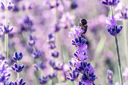 Blooming lavender pollinated by bee in a field at sunset. Provence, France. Close up. Selective...