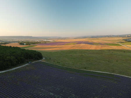 Lavender scented fields in endless rows with blooming flowers aerial view drone purple field against blue sky summer sun sunset. Lavender Oil Production. Field with lavender rows. Aromatherapy. Relax.の写真素材