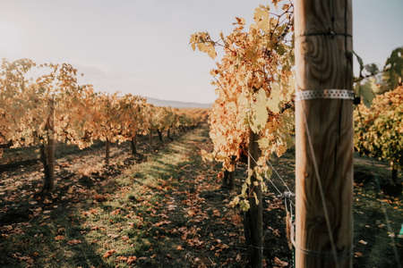 Bright autumn red orange yellow grapevine leaves at vineyard in warm sunset sunlight. Beautiful clusters of ripening grapes. Winemaking and organic fruit gardening. Close up. Selective focus.の写真素材