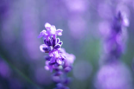 Lavender flower background with beautiful purple colors and bokeh lights. Blooming lavender in a field at sunset in Provence, France. Close up. Selective focus.の写真素材