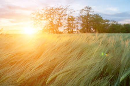 Abstract defocused green wheat field in countryside. Field of wheat blowing in the wind at sunset....