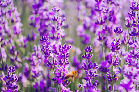 Lavender flower background with beautiful purple colors and bokeh lights. Blooming lavender in a...