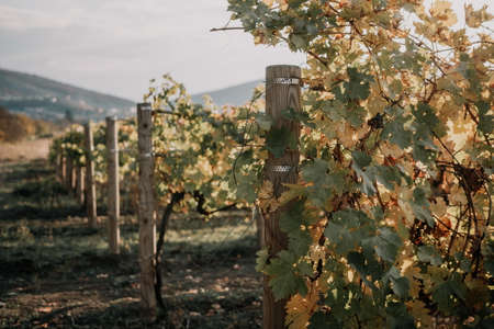 Bright autumn red orange yellow grapevine leaves at vineyard in warm sunset sunlight. Beautiful...