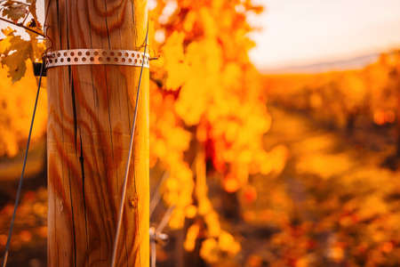 Bright autumn red orange yellow grapevine leaves at vineyard in warm sunset sunlight. Beautiful clusters of ripening grapes. Winemaking and organic fruit gardening. Close up. Selective focus.の写真素材