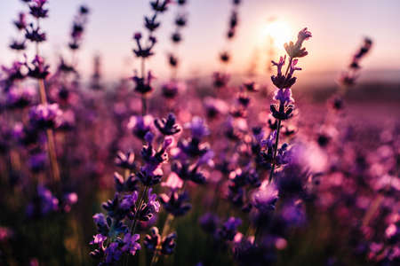 Lavender flower background with beautiful purple colors and bokeh lights. Blooming lavender in a field at sunset in Provence, France. Close up. Selective focus.の写真素材