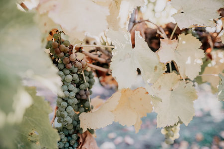 Ripe grape bunch among grapevine leaves at vineyard in warm sunset sunlight. Beautiful clusters of ripening grapes. Winemaking and organic fruit gardening. Close up. Selective focus.の写真素材