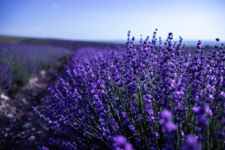 Lavender flower background with beautiful purple colors and bokeh lights. Blooming lavender in a field at sunset in Provence, France. Close up. Selective focus.の写真素材