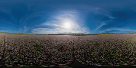 Field of Clary sage - Salvia Sclarea in bloom, cultivated to extract the essential oil and honey....