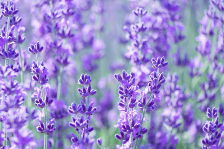 Lavender flower background with beautiful purple colors and bokeの写真素材