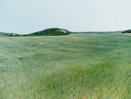 Aerial view on green wheat field in countryside. Field of wheat blowing in the wind like green sea. Young and green Spikelets. Ears of barley crop in nature. Agronomy, industry and food production.の写真素材