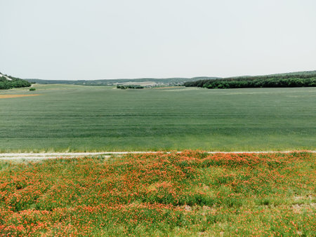 Field of red poppies near to green wheat field. Aerial view. Beautiful field scarlet poppies flowers...