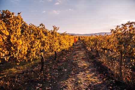 Bright autumn red orange yellow grapevine leaves at vineyard in warm sunset sunlight. Beautiful clusters of ripening grapes. Winemaking and organic fruit gardening. Close up. Selective focus.の写真素材