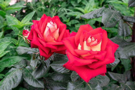 Red and White Rose and Rosebuds in Garden, Close Up, Selective Focus. Rose blooms on a background of green leaves. Summer flower. Natural background.の写真素材