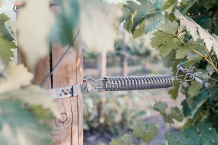 Woman picnic vineyard. Happy woman with a glass of wine at a picnic in the vineyard, wine tasting at sunset and open nature in the summer. Romantic dinner, fruit and wine.の写真素材
