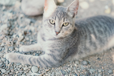 a cute grey kitty, calmly sitting and looking into the camera with its piercing green eyesの写真素材