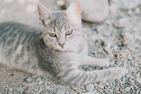 a cute grey kitty, calmly sitting and looking into the camera with its piercing green eyesの写真素材