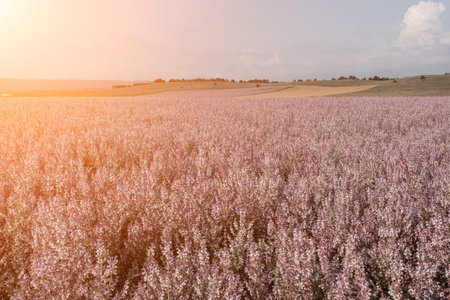 Field of Clary sage - Salvia Sclarea in bloom, cultivated to extract the essential oil and honey. Field with blossom sage plants during golden sunset, relaxing nature view. Close up. Selective focus.の写真素材