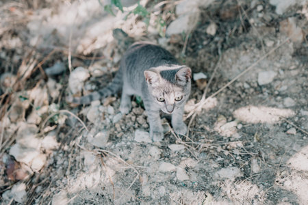 a cute grey kitty, calmly sitting and looking into the camera with its piercing green eyesの写真素材