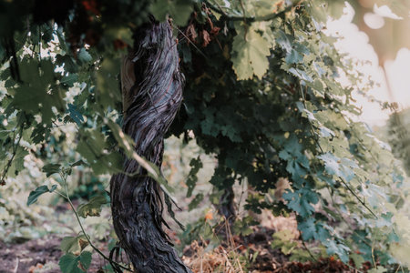 Clusters of ripe sweet grapes among the green leaves of grape bushes. Autumn magic. Smooth rows of vineyards.の写真素材