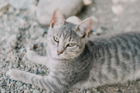 a cute grey kitty, calmly sitting and looking into the camera with its piercing green eyesの写真素材