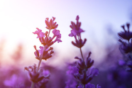 Lavender flower field closeup on sunset, fresh purple aromatic flowers for natural background. Design template for lifestyle illustration. Violet lavender field in Provence, France.の写真素材