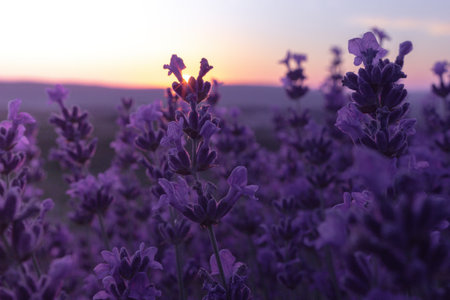 Lavender flower field closeup on sunset, fresh purple aromatic flowers for natural background. Design template for lifestyle illustration. Violet lavender field in Provence, France.の写真素材