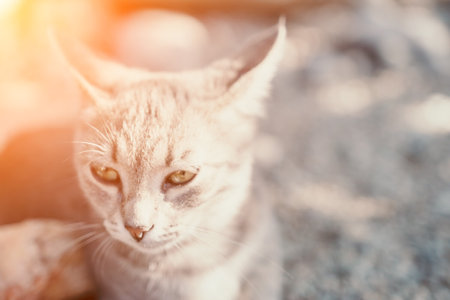 a cute grey kitty, calmly sitting and looking into the camera with its piercing green eyesの写真素材