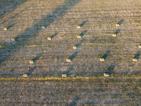 aerial view of a freshly harvested field dotted with haystacks during sunset. It is perfect for...