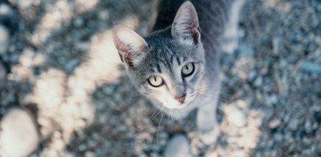 a cute grey kitty, calmly sitting and looking into the camera with its piercing green eyes
