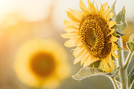 Bright Sunflower Flower: Close-up of a sunflower in full bloom, creating a natural abstract background. Summer time. Field of sunflowers in the warm light of the setting sun. Helianthus annuus.の写真素材