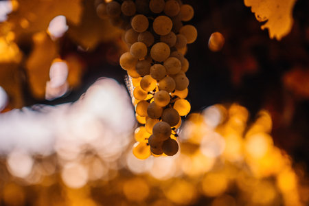 Ripe grape bunch among grapevine leaves at vineyard in warm sunset sunlight. Beautiful clusters of ripening grapes. Winemaking and organic fruit gardening. Close up. Selective focus.の写真素材