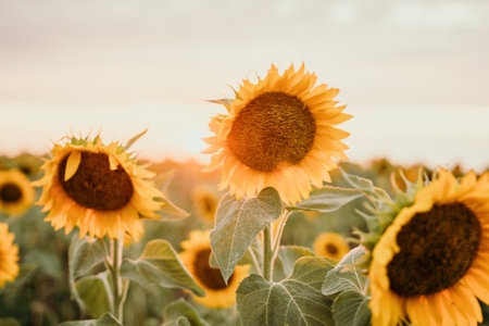 Bright Sunflower Flower: Close-up of a sunflower in full bloom, creating a natural abstract...