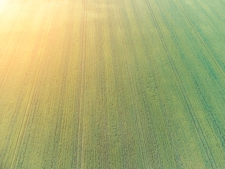 Aerial view on green wheat field in countryside. Field of wheat blowing in the wind on sunset. Young and green Spikelets. Ears of barley crop in nature. Agronomy, industry and food production.の写真素材
