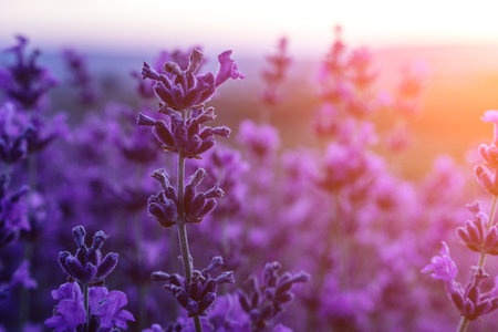 Lavender flower field closeup on sunset, fresh purple aromatic flowers for natural background. Design template for lifestyle illustration. Violet lavender field in Provence, France.の写真素材