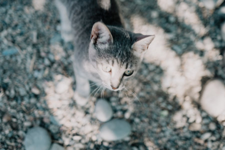 a cute grey kitty, calmly sitting and looking into the camera with its piercing green eyesの写真素材
