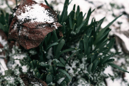 Selective focus. First snow on a frozen field plants, late autumn close-up. Beautiful abstract frozen microcosmos pattern. Freezing weather frost action in nature. Floral backdrop.の写真素材
