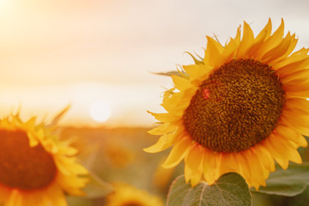 Bright Sunflower Flower: Close-up of a sunflower in full bloom, creating a natural abstract background. Summer time. Field of sunflowers in the warm light of the setting sun. Helianthus annuus.の写真素材